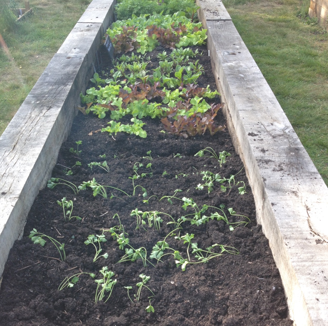 Some rather floppy thinned parsley plants in our salad row - when they perk up, we will probably move them on again.