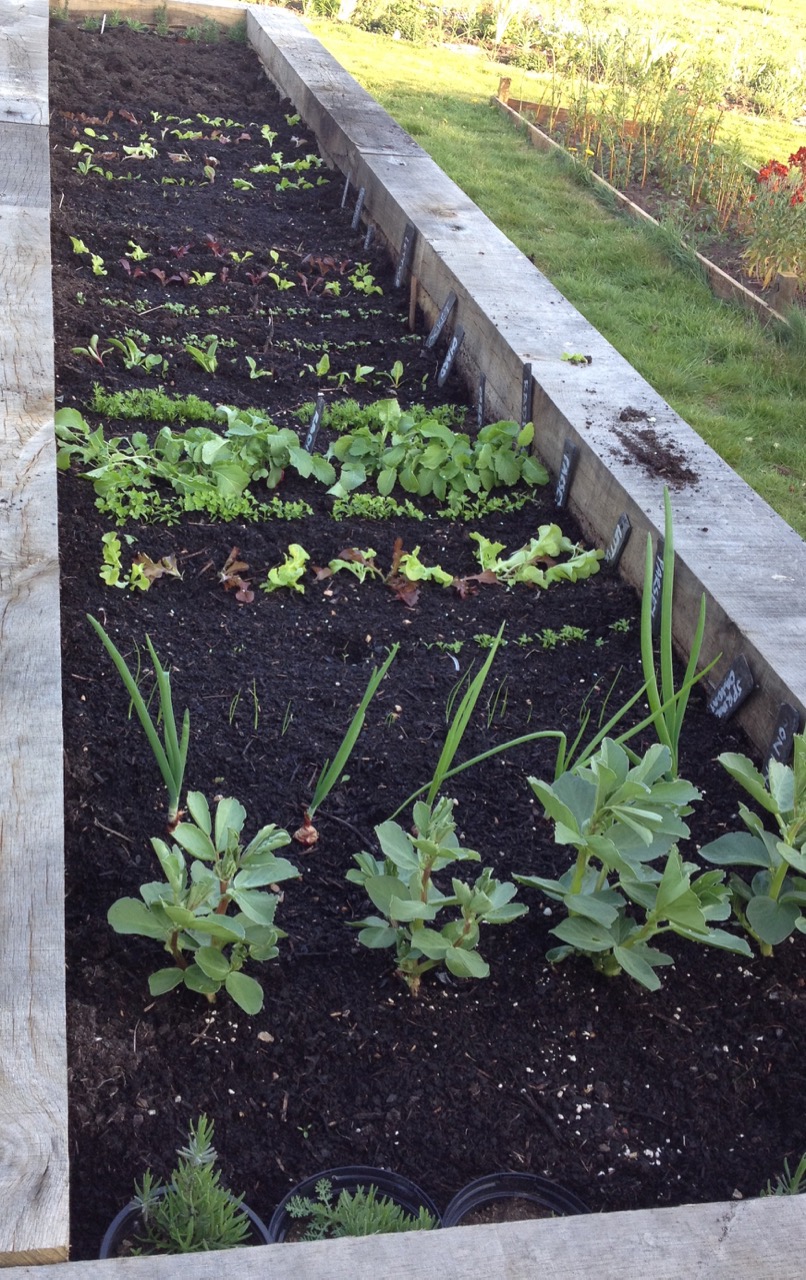 April 2017: first salad crops starting in the raised bed - we are also growing on some lavenders to plant out when they are a bit larger.