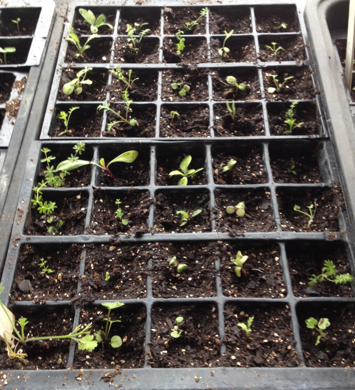 19 May 2017: Some of the seedlings that germinated from the perennial Golden Summer seedmix, started in a seed tray indoors (sterile compost). Some were larger and potted up (but that photo was rather out of focus!). They seem similar to the ones sown in situ.