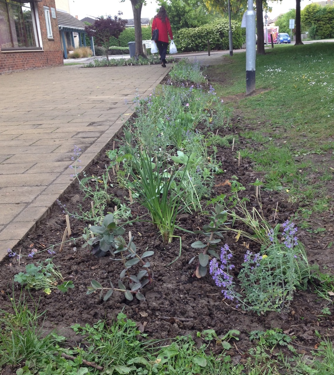 20 May: the planted beds - after the hard work of Queen Edith in Bloom volunteers, Alison from the RHS and the 28th Cambridge cubs. We have several different kinds of achillea, geraniums, kniphofia (red hot pokers), nepeta (catmint), sedums (iceplants) in the swale beds. Similar ones in the front half of the shrub bed - plus herbs and some extra herbaceous plants. In all three beds we have some extra seeds of calendula (marigolds), Cerinthe major purpurescens and dwarf sunflowers - were marked with lolly sticks so we didn't dig them up by mistake. All chosen to be tolerant of dry (and wet) weather and great for pollinators.