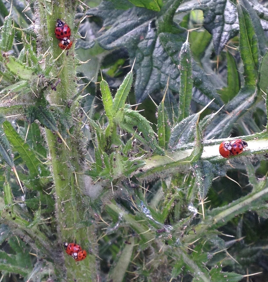23 May 2017: there is a big thistle in the wild area, covered in mating ladybirds of all kinds and also the odd pair of shield bugs (but they were out of focus).
