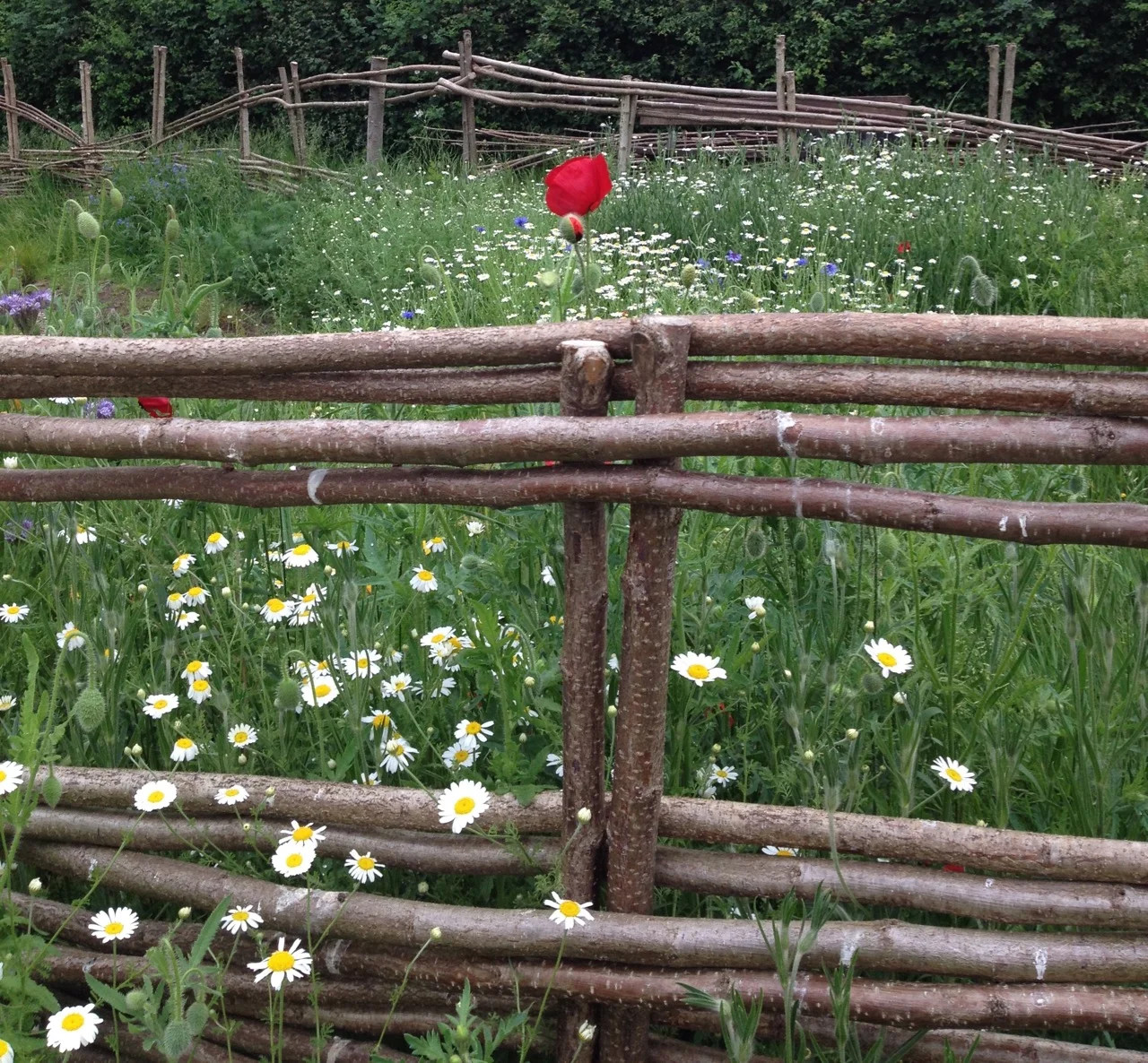 Tall poppy syndrome... over the woven fence...