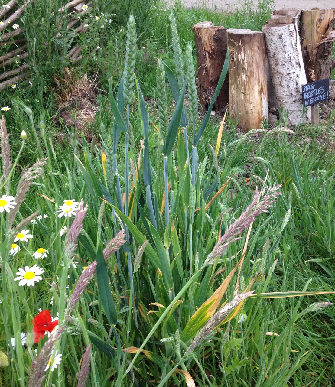 We have wheat growing - no idea where this seed came from.