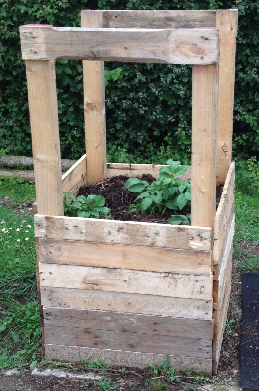 Our seed potatoes are also growing tall - so we have added extra slats and earthed them up (must paint that sign).