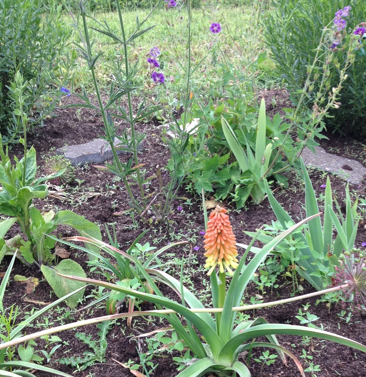 Even our red hot pokers are growing tall with the sun and rain we have had recently (don't look at the thistle next door).