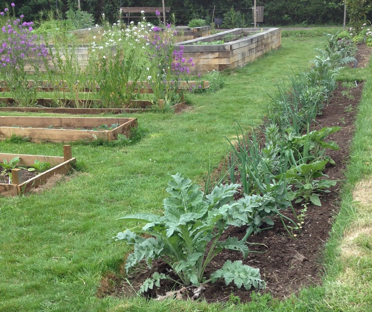 Globe artichoke (rescued from a bulldozer) doing well in one of the the veg ditches.