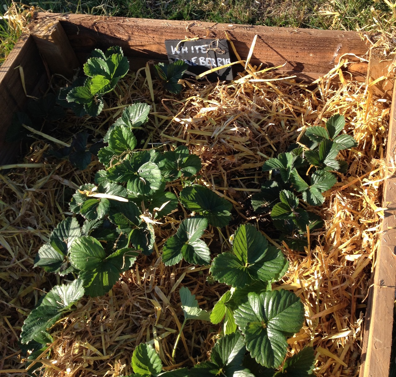 White 'Snow White' strawberries (pineberries), with their new mulch. They are just starting (eat them when they are slightly yellow and soft) but were very popular - they are sweet and have a hint pineapple.