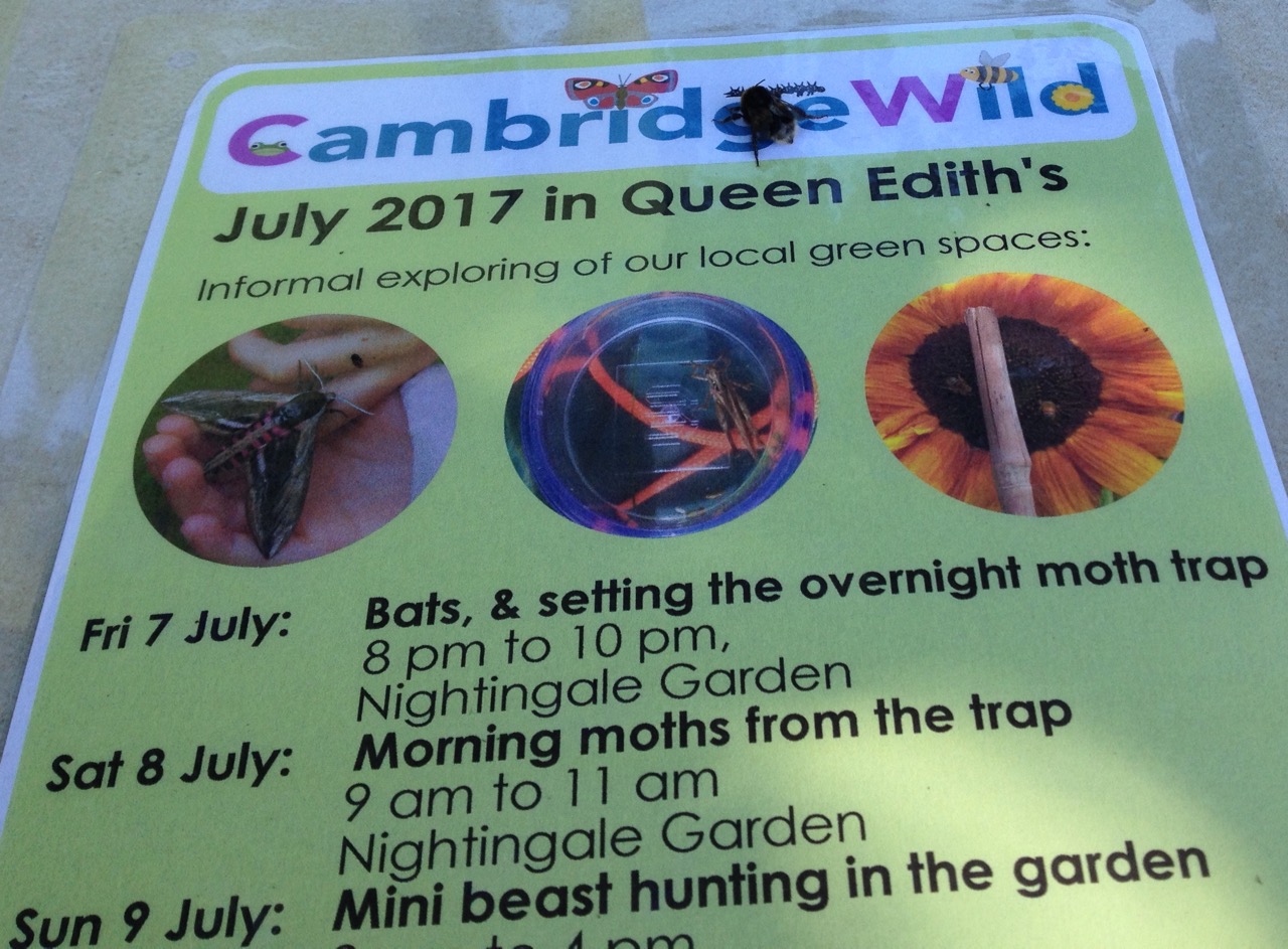 A bumble bee slowly reading the poster on this year's activities...