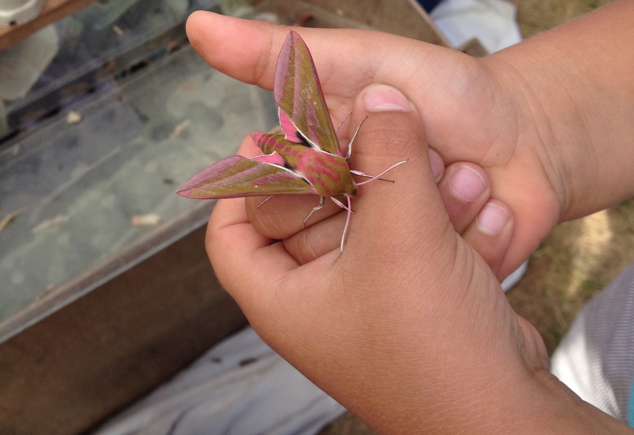 8 July 2017: A close encounter with a lesser elephant hawkmoth at Nightingale Garden