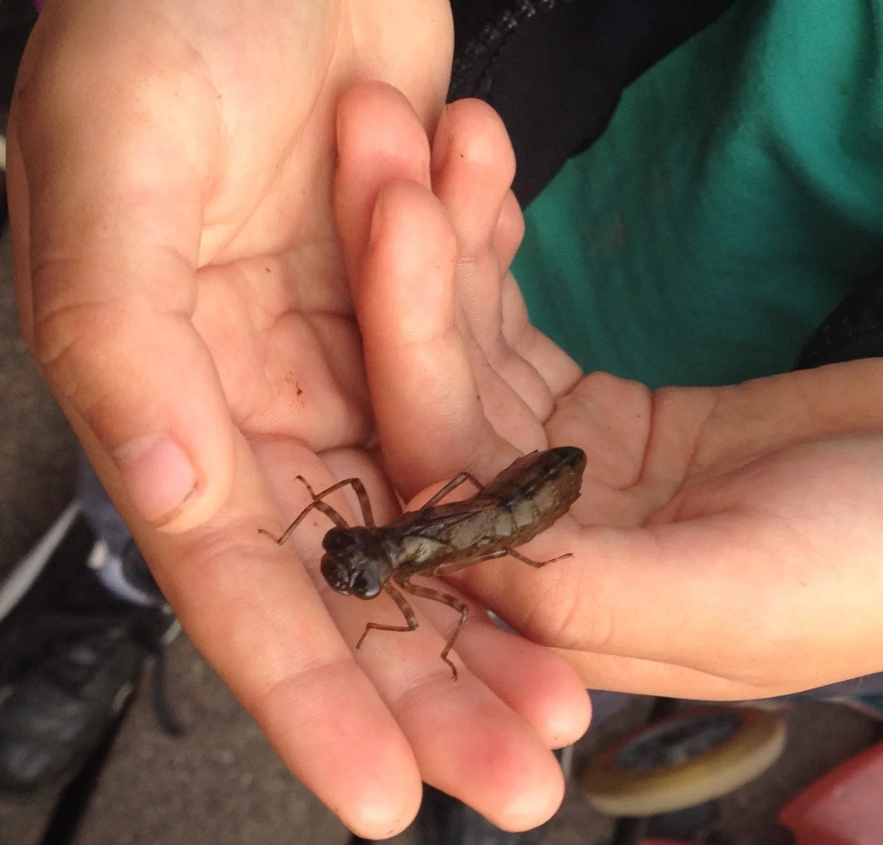 A dragonfly larva gift to the pond. We have lots of dragonflies and damselflies visiting the pond and laying eggs so soon we can look out for some hatched in our pond.