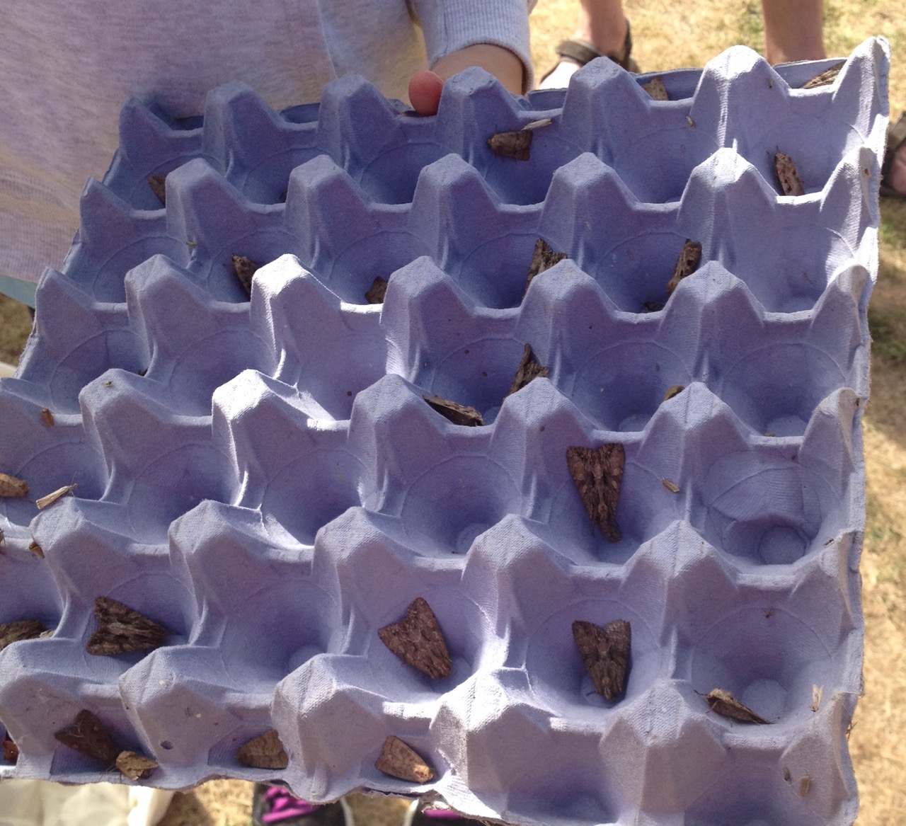 Some of the moths in the trap collect in egg boxes - there were masses of them this year.