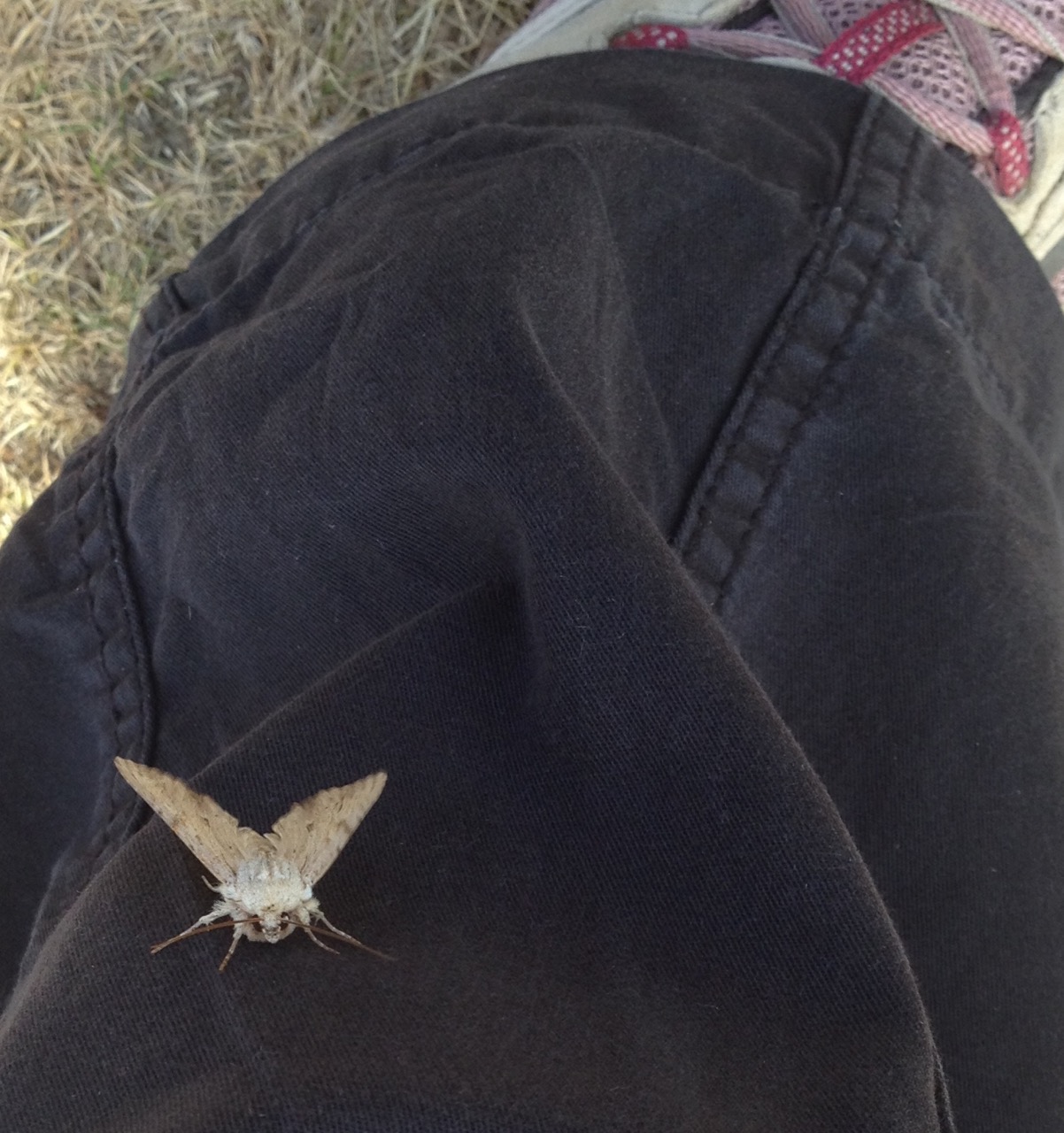 The moths like to settle on people, which is very endearing