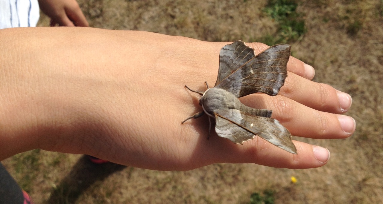 And some of them are massive. This is one of two poplar hawkmoths. We have a large poplar tree by the garden gate. The one we saw last year was a bit moth eaten but this one looked to be in mint condition.