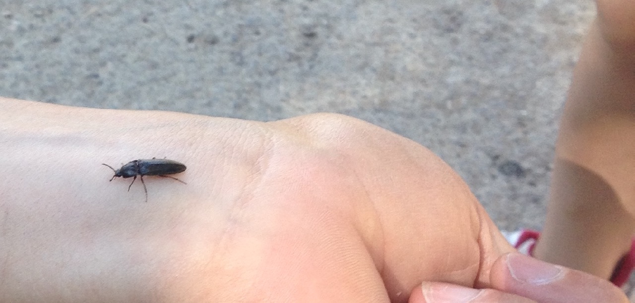A click beetle, which refused to do the click beetle trick - jumping while making a click sound.