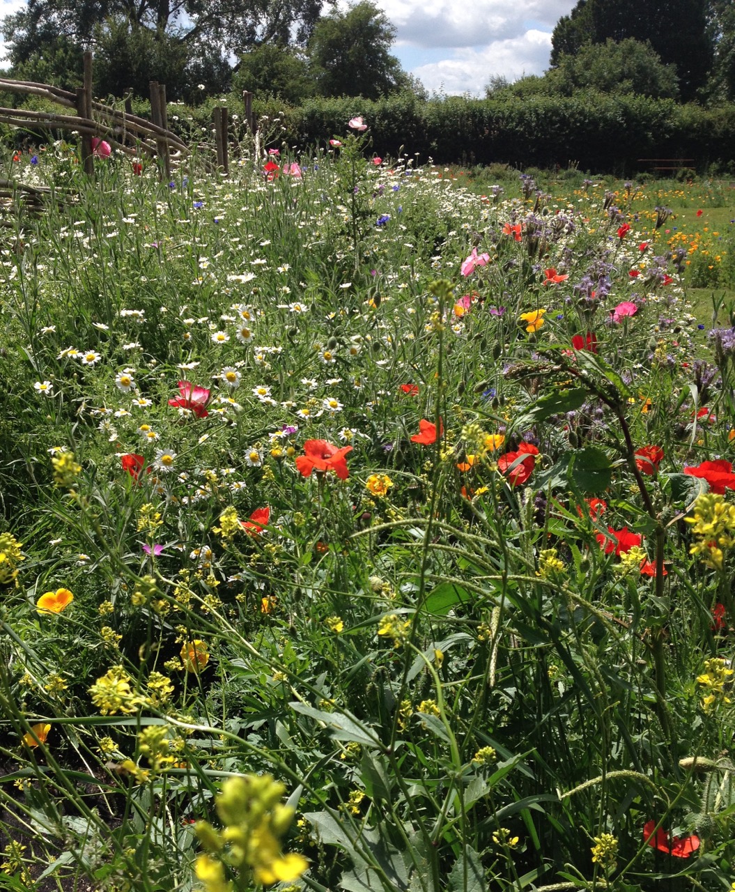June 2017: self-sown annuals by the pond's fence. We had just one year of these lovely flowers now we have thick grass instead.