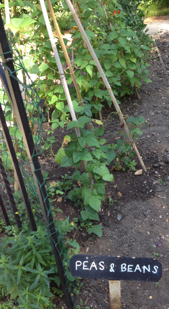 For school gardening, it can be good to grow plants in 'families' - it helps with crop rotation too. Be a bit wary of growing sweet peas, which have toxic pods, alongside edible pod crops.