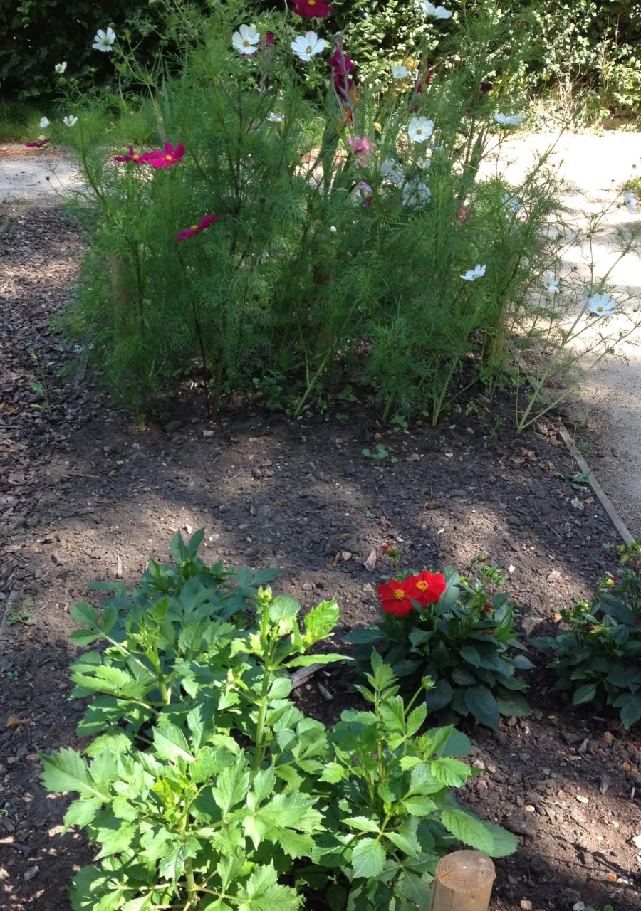 Flowers are good to grow in school gardens - these were both flowering before the end of Summer term. The dahlias are, maybe, for a citizen science bumble bee counting project (we had them at Nightingale too).
