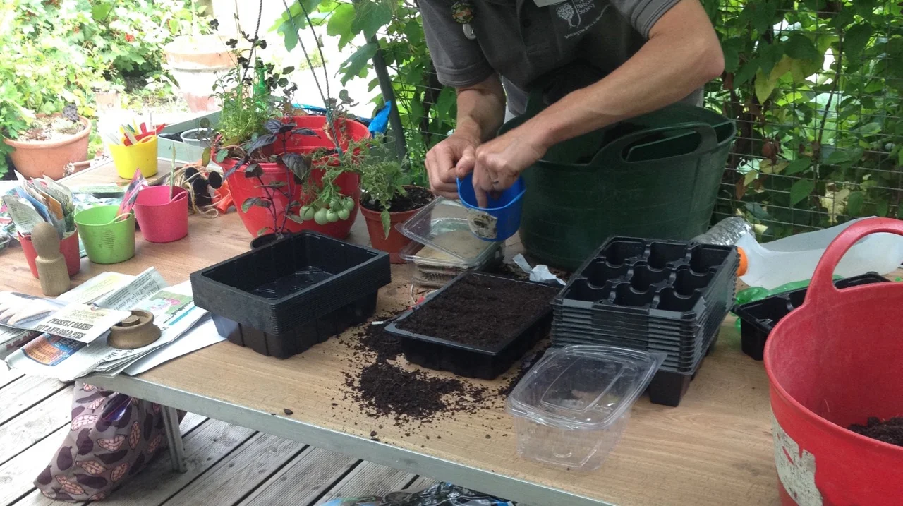 Seed sowing kit - the small coloured tubs are useful for allocating seed to sow. Clear plastic take-away cartons are also good for sowing and you can see the roots developing (make holes in the base). There is a 'pizza pot' hanging basket in the background - with tumbling tomatoes, basil, thyme (maybe) and (I think) an edible viola flower.