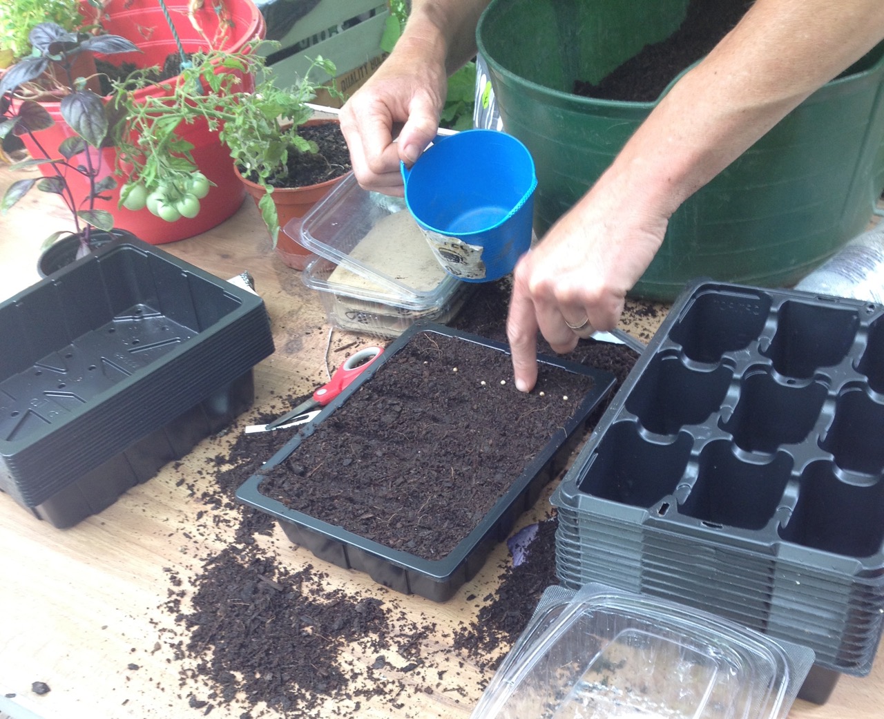 Larger seeds are easier for children to sow - these are probably radish or a brassica, which also germinate very quickly and can be eaten as spicy leaves - or grown on in deeper soil. Several short rows have been made with a pencil for different coloured plants to grow.