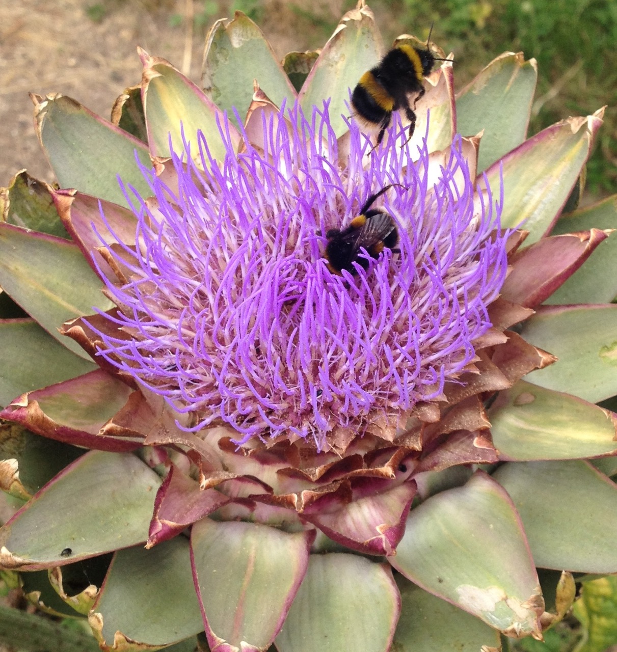 We grow a mix of flowers and produce in the garden but at least some of the foods we allow to flower in case they are attractive to insects. Bees love globe artichokes! A single bumblebee can spend many minutes crawling over the purple flower, which gives ample opportunity for even an average camera phone to get at least one photo in focus.