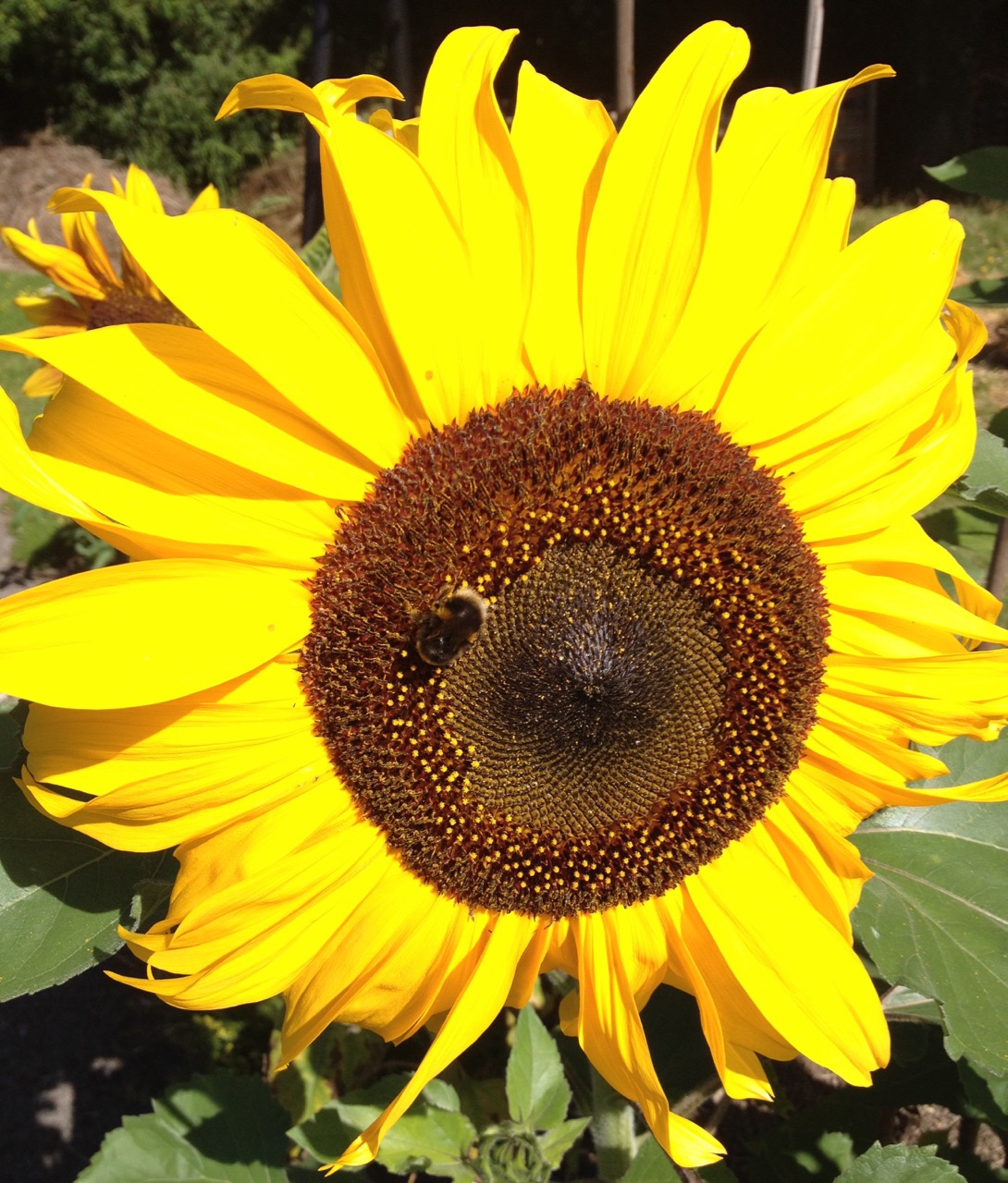 Bees like sunflowers too.