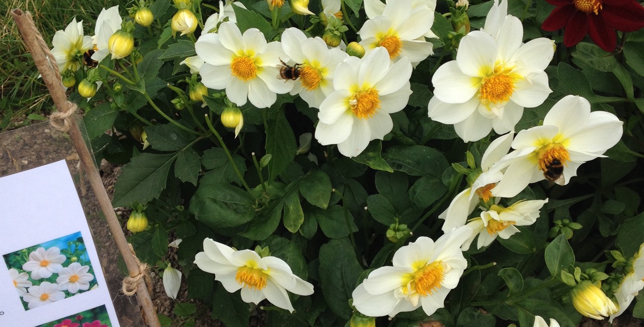 They like the white flowers