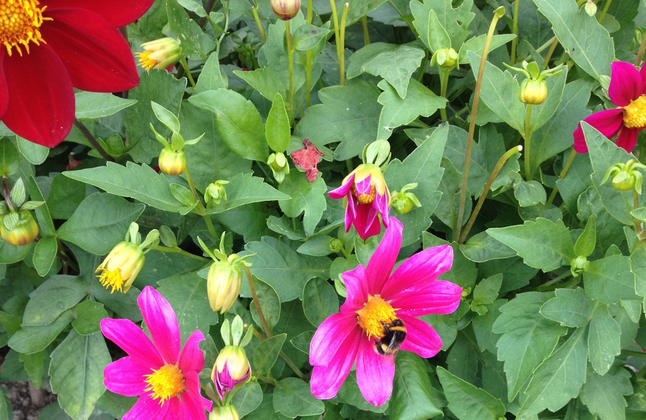 And the purple ones (which look pink to me)