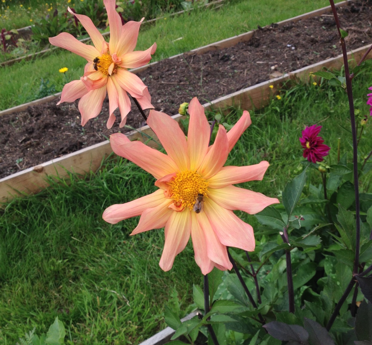 And two honey bees on this one