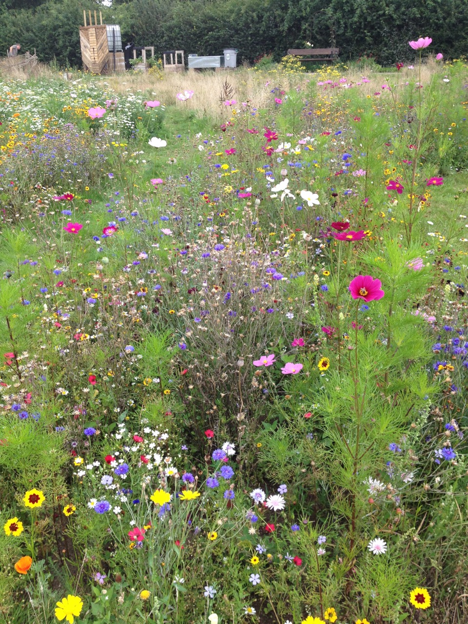 Some of the Patriotic annual Pictorial Meadow bed - with the new bug hotel (disguise for the water tower) in the background - still in progress.