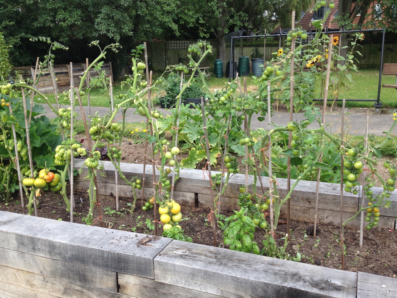Our produce raised beds have been really good this year - their first year - until this weekend when blight attacked our tomato plants. We have harvested the green tomatoes and disposed of many of the plants but we thought we'd give these a few more days (without leaves) - in case the fruit will ripen on their plants. A sad day...