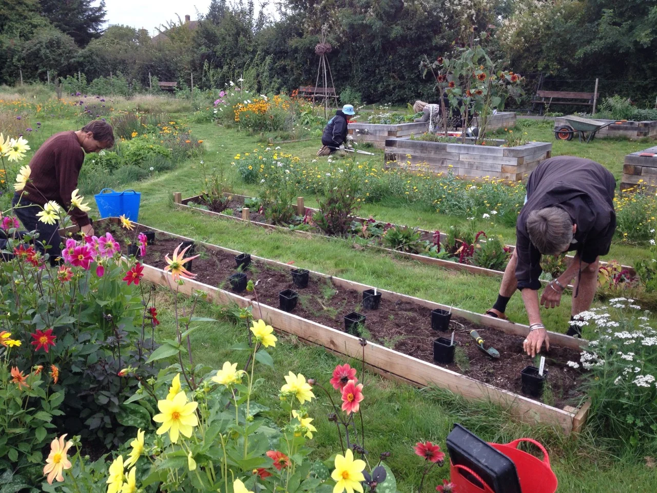 Planting up a new asparagus bed - we had dug out the clinker and raised the sides so we hope we have sufficient root run. The plants were raised from seed this year so we won't get a crop for a couple of years or so. We like the ferns though and it is an inexpensive way to go.