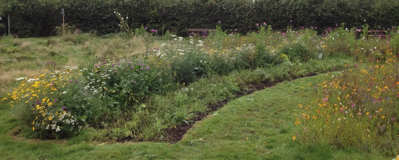 We finished cutting back half the perennial meadow bed - as an experiment - and even saved some flowers for vases and to try some natural dyeing. We will let the other half flourish for a few weeks or so - they are so pretty. Cutting it back twice in the first year should improve the sward next year, apparently (but you have to be very hard hearted to do it).
