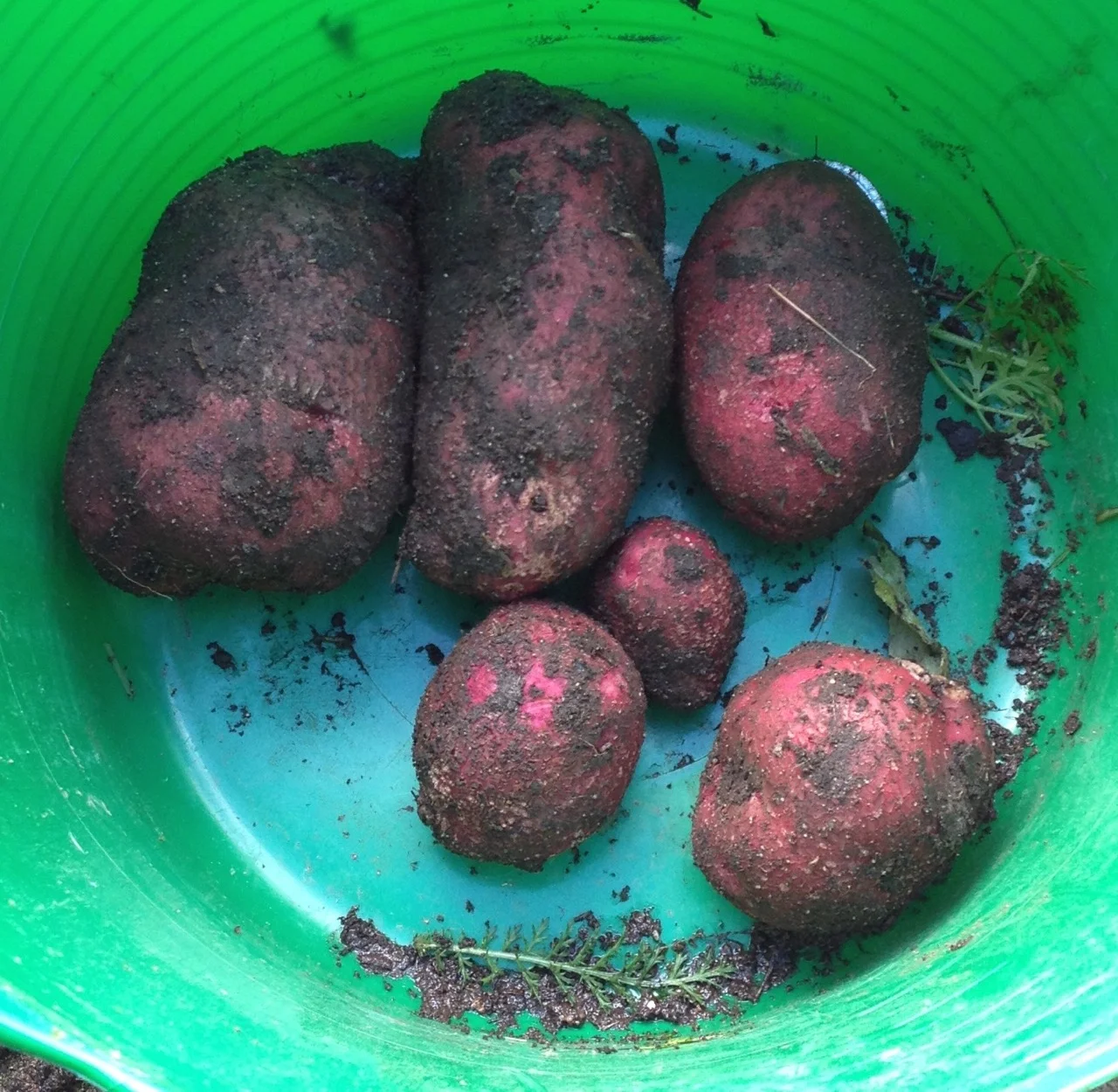 We finally harvested our 'massive crop' of (big) potatoes from the pallet planters - only from one plant. They are 'surprise potatoes' - we still don't really know what the seeds were - maybe Duke of York. Next year, we will try some first and second earlies - probably Arran Pilot and Charlotte.