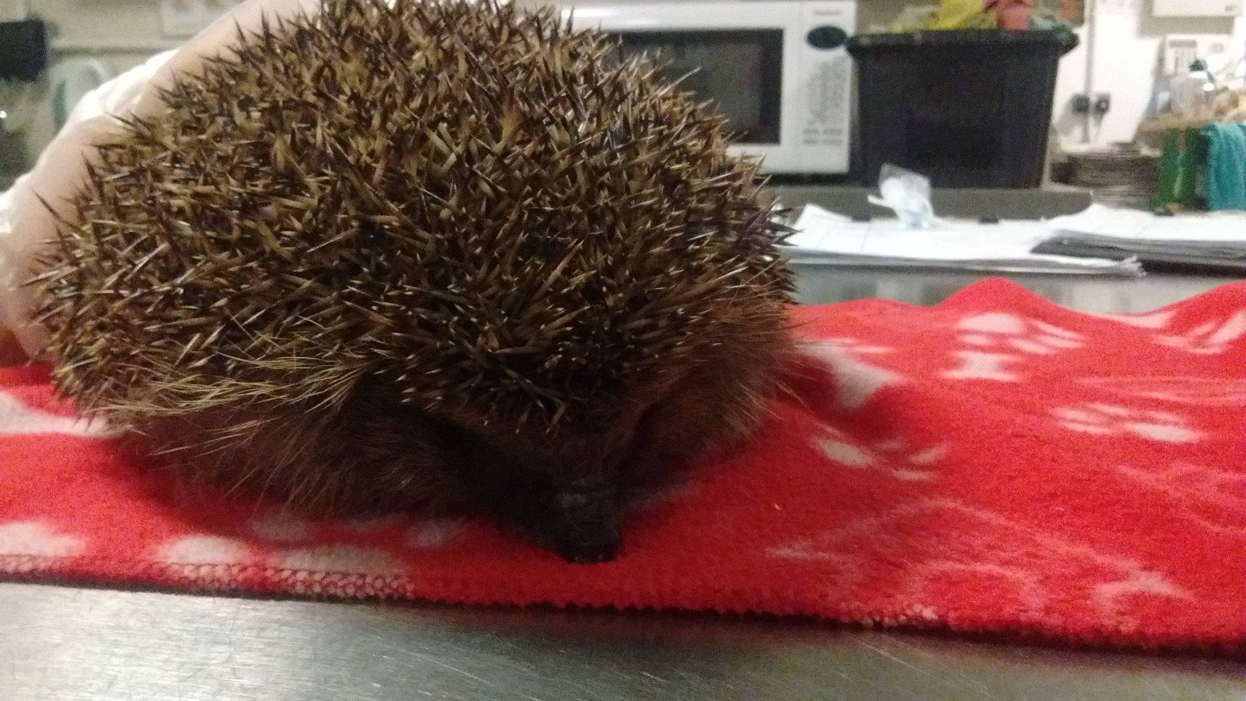 January 2018: Adele the Nightingale garden hedgehog, rescued in November 2017 (at 300g and full of parasites) and fattened up very successfully in the local hospital.