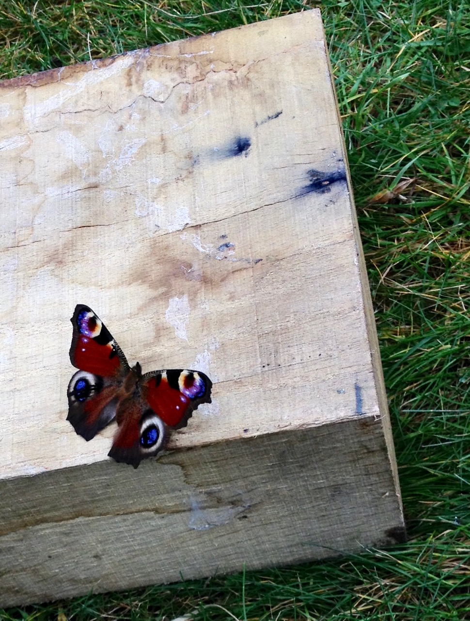January 2018: a hibernating peacock butterfly we disturbed from a woodpile. It flapped its wings a lot and then we replaced it where we found it.