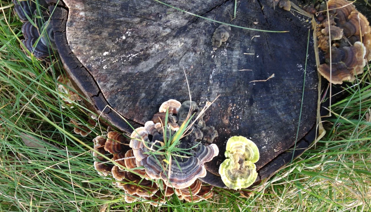 Some attractive fungus growing on one of our log circle logs. Not sure it will survive half term stompings though...