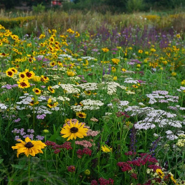 Tuscan Hills perennial meadow - from Pictorial Meadows . It has several plants that do well in our thin free draining soil.