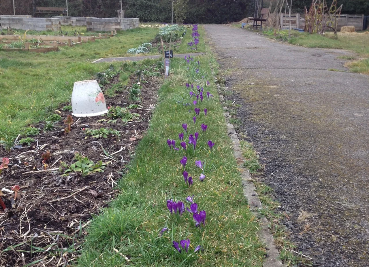 The Purple for Polio crocuses are also back - we haven't counted them to see if there are more or less than the 5,000 planted in November 2016. Apparently the ones planted in Queens Green are very good too.