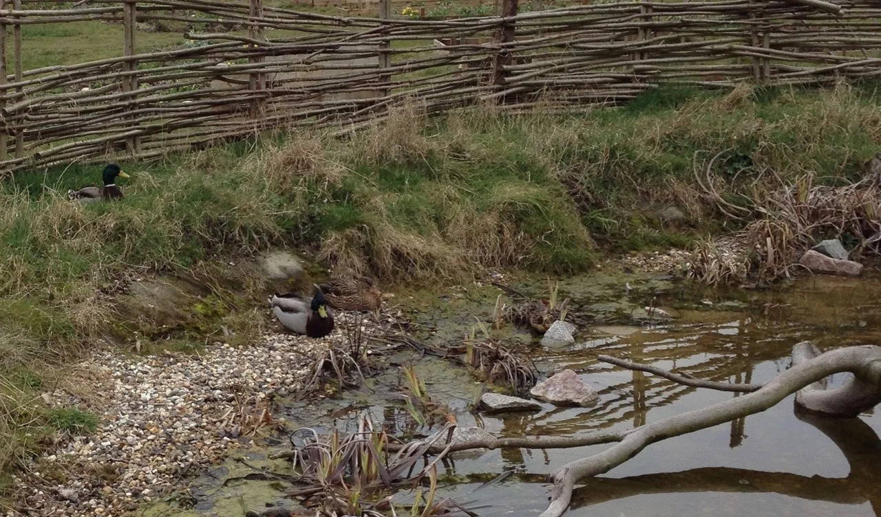 Three ducks looking very peaceful after their earlier scrapping... 