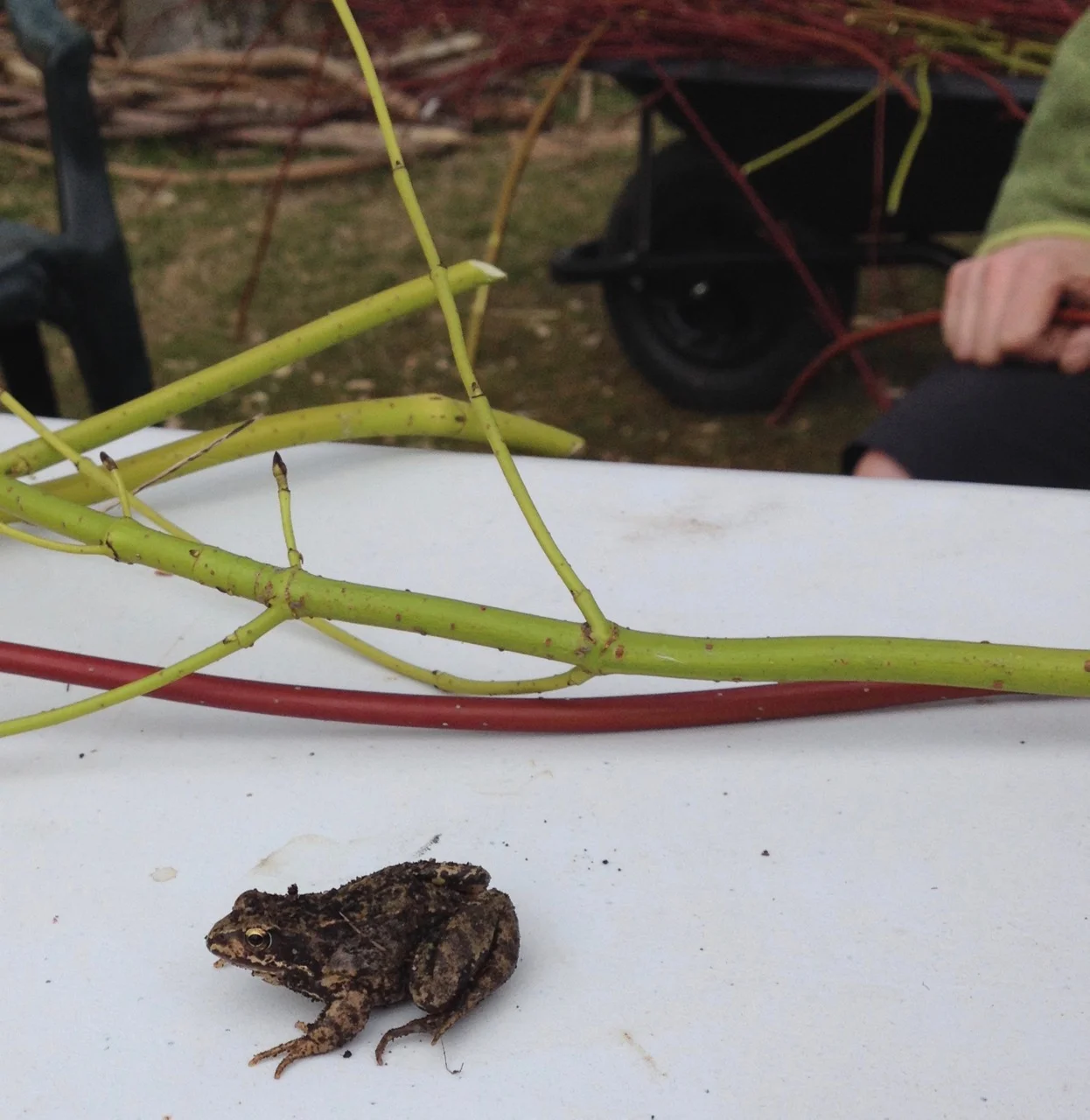 One of two frogs found in the raised bed hole - it was a bit muddy and not very interested in our dogwood hoop making...