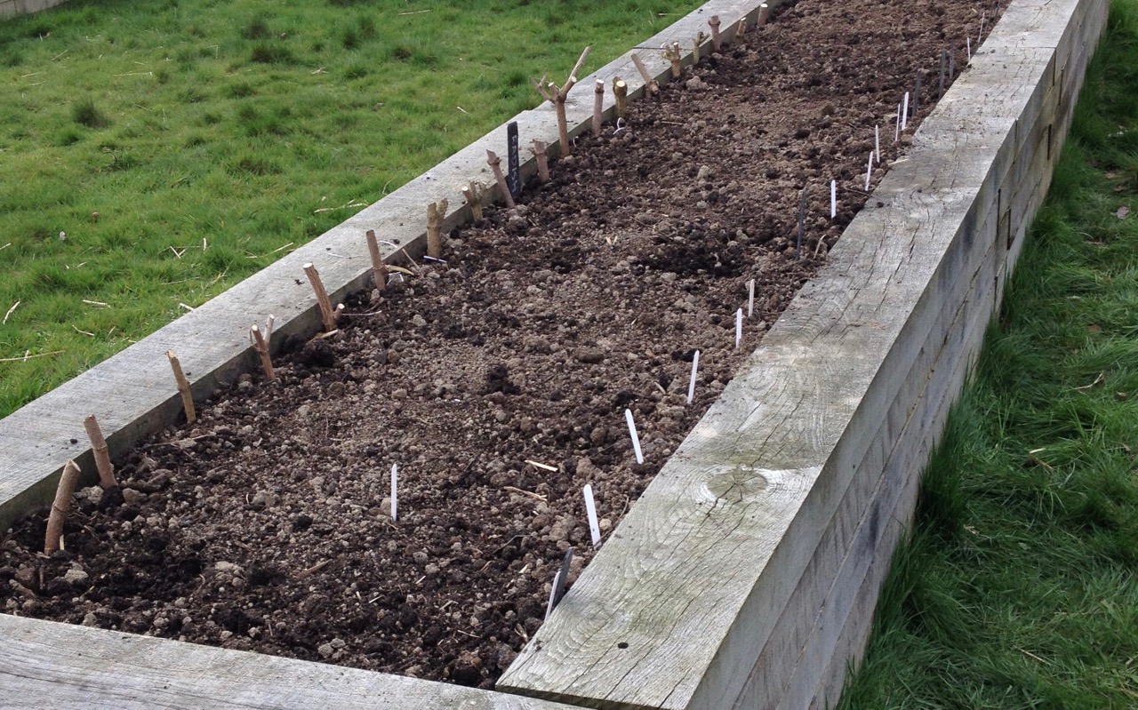 Lots of seeds for delicious veg and herbs started by our seed-sowing dream team.