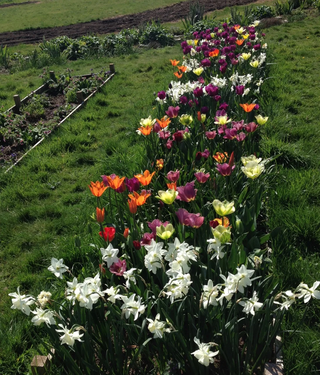 The recycled bulbs are looking great at the moment - we had no idea what they would look like but planting similar looking ones in blocks works well. Some of them even smell nice too.