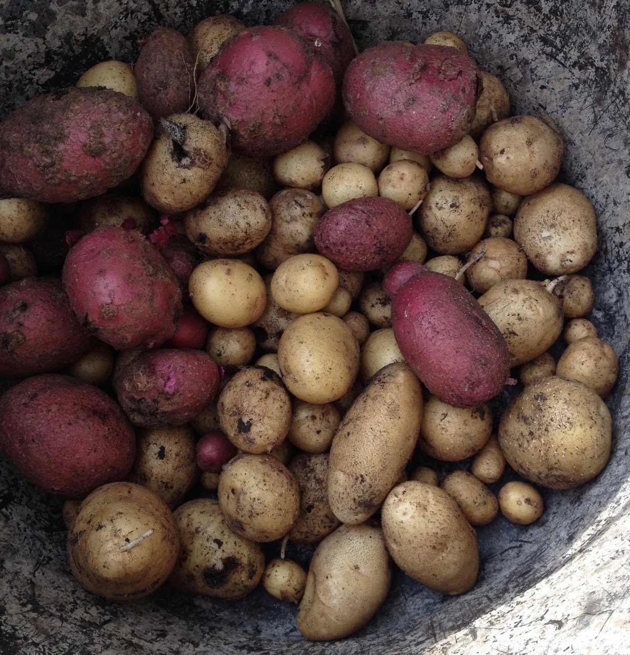 On 16 July, we harvested our two planters and one green bag of spuds: Arran pilot and Charlotte. We had a much better harvest that last year. The pallet planters yield more than the small green potato bag. We even had some surprise pink ones, grown from unidentified ones we must have left behind last year. We will do these varieties again next year I think - but with fresh compost. It was really fun digging them out!