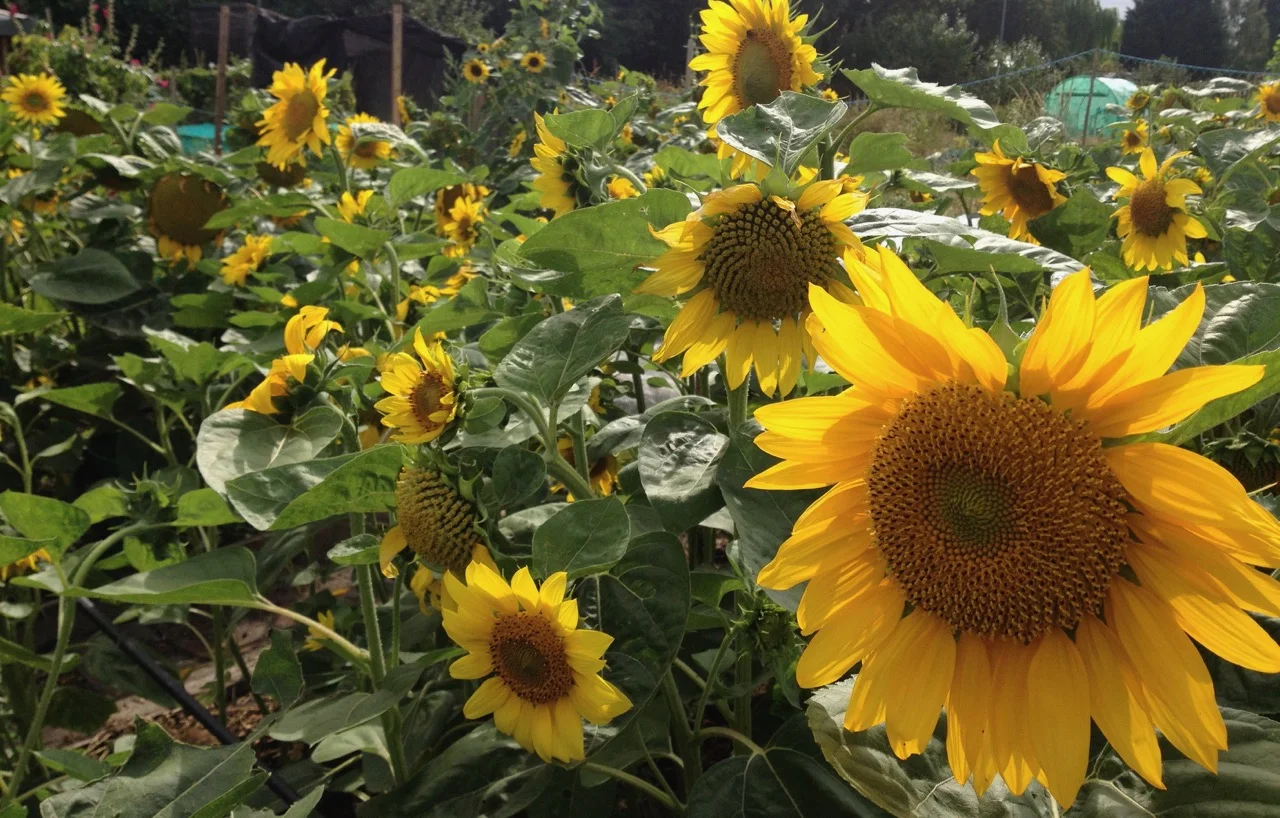 August 2018: sunflowers on a Glebe plot