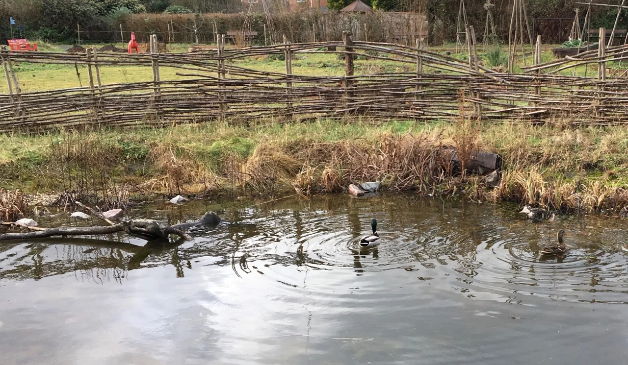 Two of the ducks on Sunday afternoon.