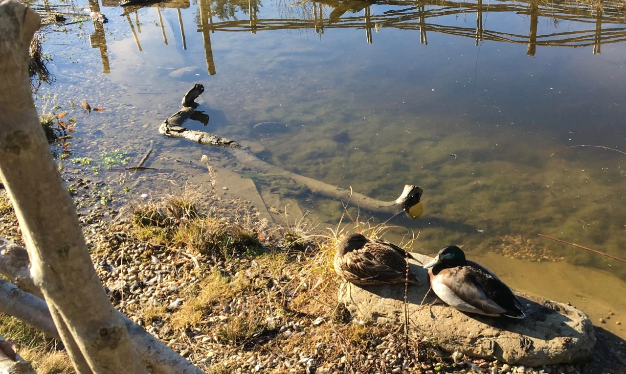We think the ducks liked sitting on the hot rock - and then they spent the afternoon splashing around and swimming.