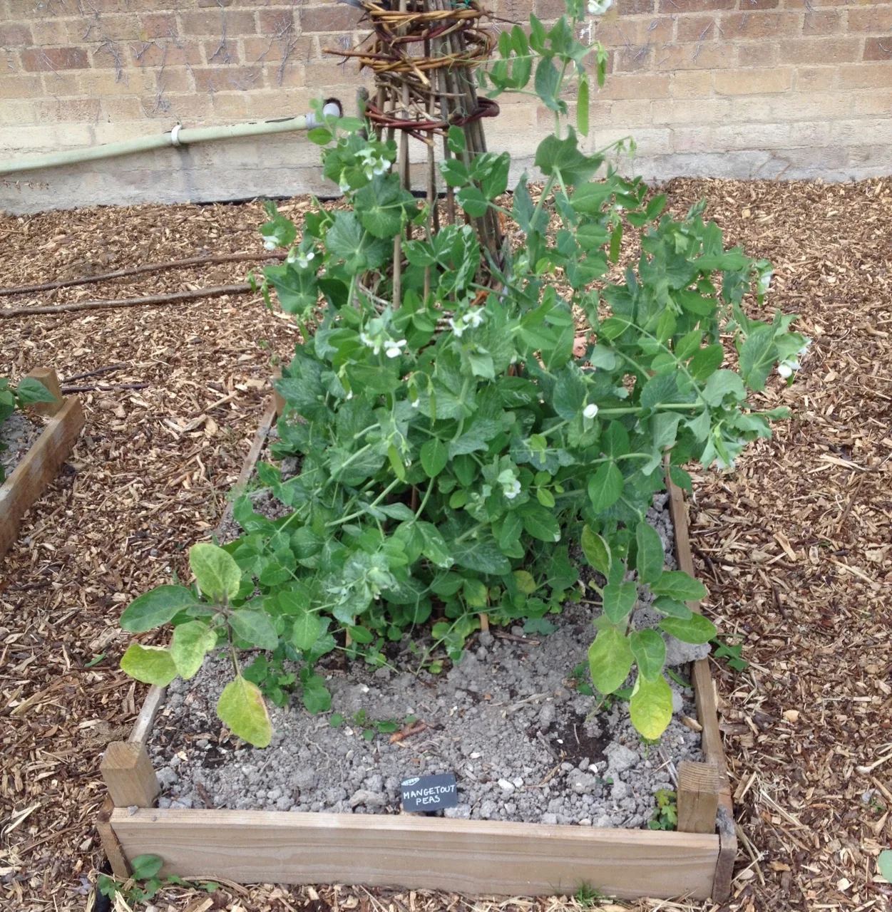 June 2018: Mangetout peas and aubergines plants. In the hot dry summer we even had a small outdoor crop of aubergines.