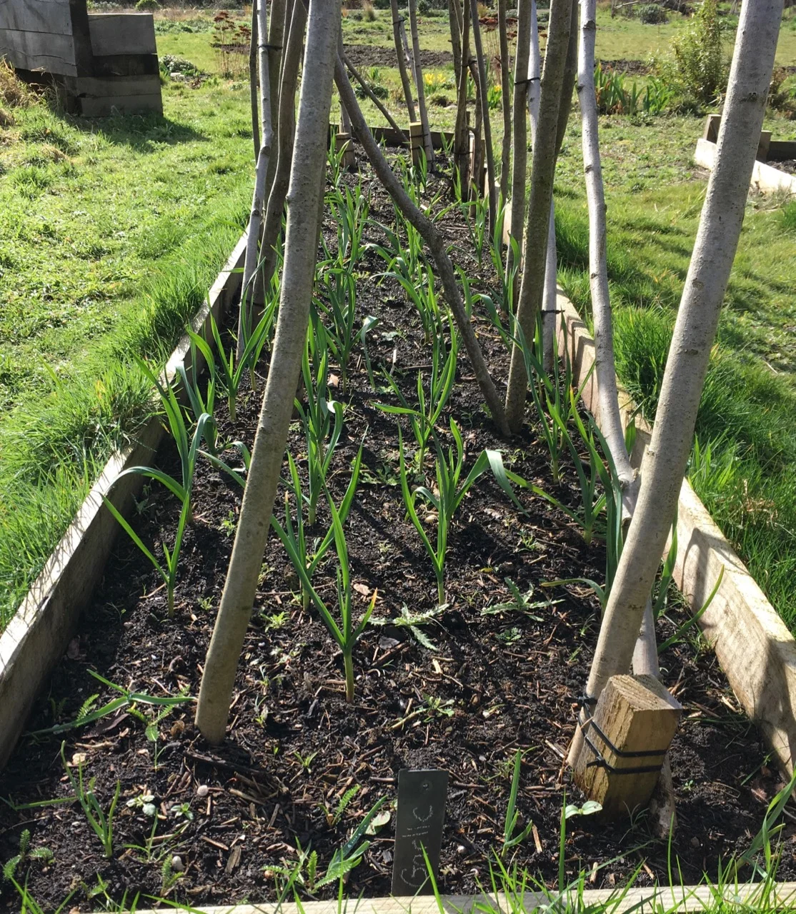 Justin’s garlic is doing well in the runner bean bed. I can spot some thistles too!