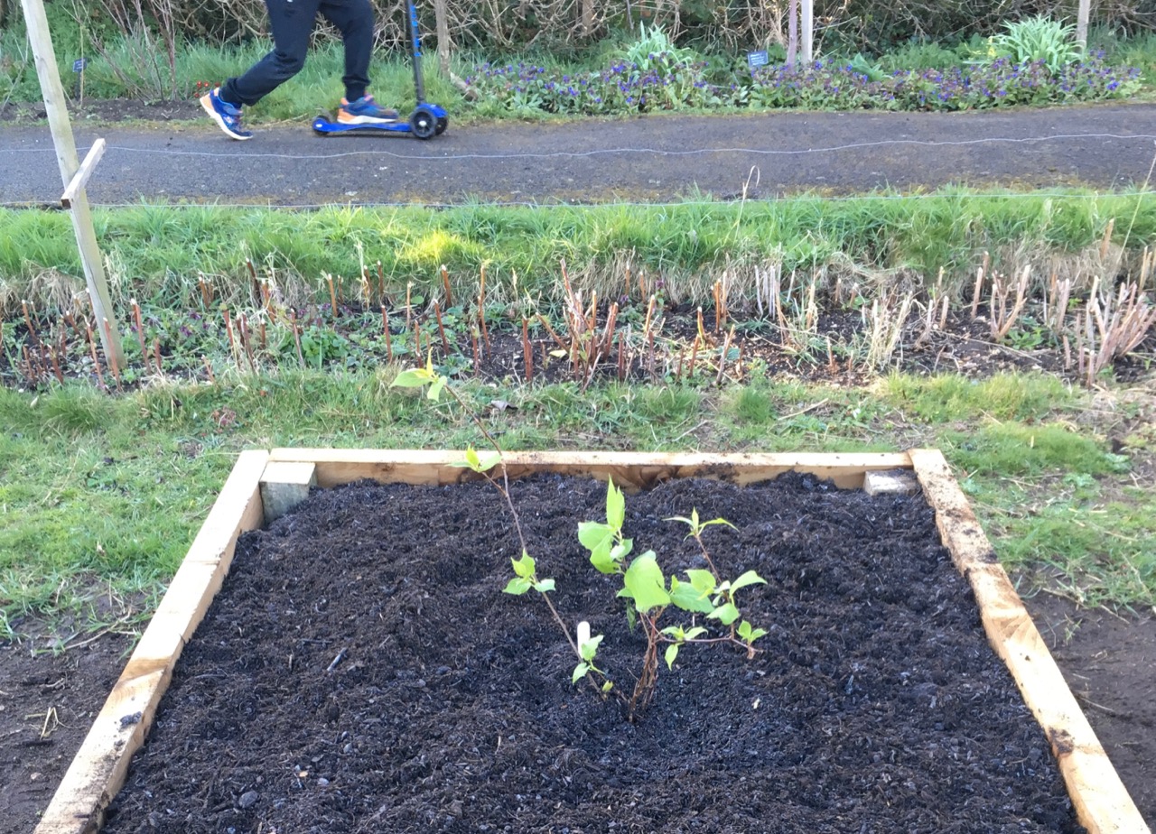 We planted a kiwi berry in the central bed. Eventually, it will give us a heavy crop of grape-sized kiwi-fruit tasting fruits, which don’t need peeling. We will need to make a climbing structure for it.