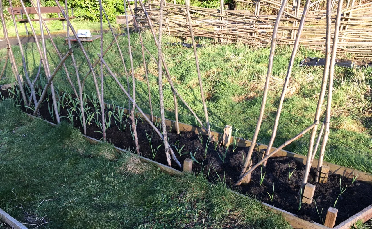 Beds for hungry veg will get a mulch too - here, the over-wintering garlic is growing well, before we put runner beans in later on.